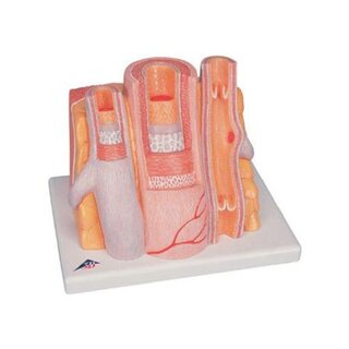 Microanatomia - artéria e veia