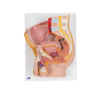 Sección media de la pelvis masculina