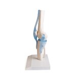 Articulación de la rodilla con ligamentos con soporte