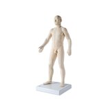 Modelo de acupuntura de 70 cm para uso profesional.
