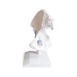 Hip joint model with ligaments with stand