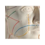 Modelo de acupuntura de 70 cm para uso profesional.