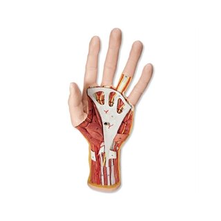 Modelo de mano avanzado con dos partes desmontables.