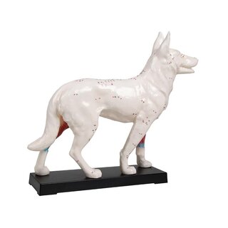 Modelo de perro de acupuntura