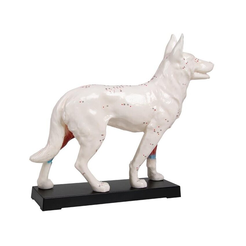 Modelo de perro de acupuntura