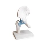 Hip joint model with ligaments with stand