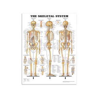 Skeletplakat anatomi - Skeleton