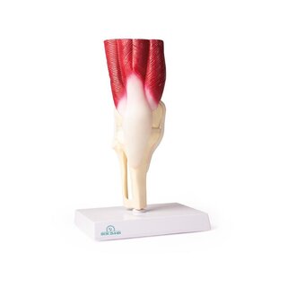 Articulación de la rodilla, tamaño natural, con músculos.