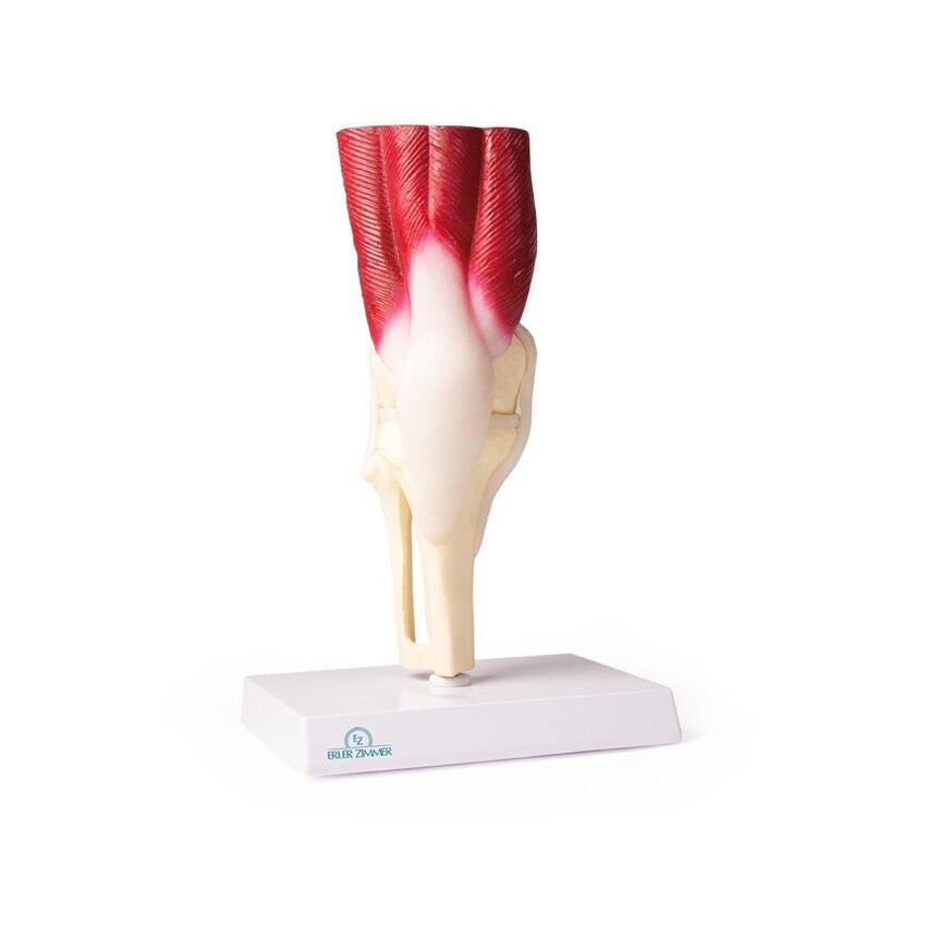 Articulación de la rodilla, tamaño natural, con músculos.