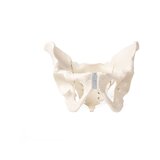 Pelvis masculina con sacro