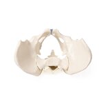 Pelvis masculina con sacro