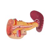 Detailed torso model with 27 removable parts (light-skinned and interchangeable genitals)