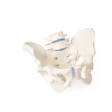 Pelvis masculina con sacro y 2 vértebras lumbares
