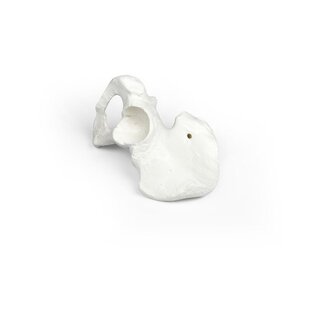 Media pelvis