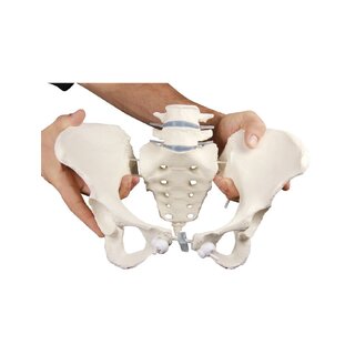 Pelvis femenina con 2 vértebras lumbares, montada de forma flexible