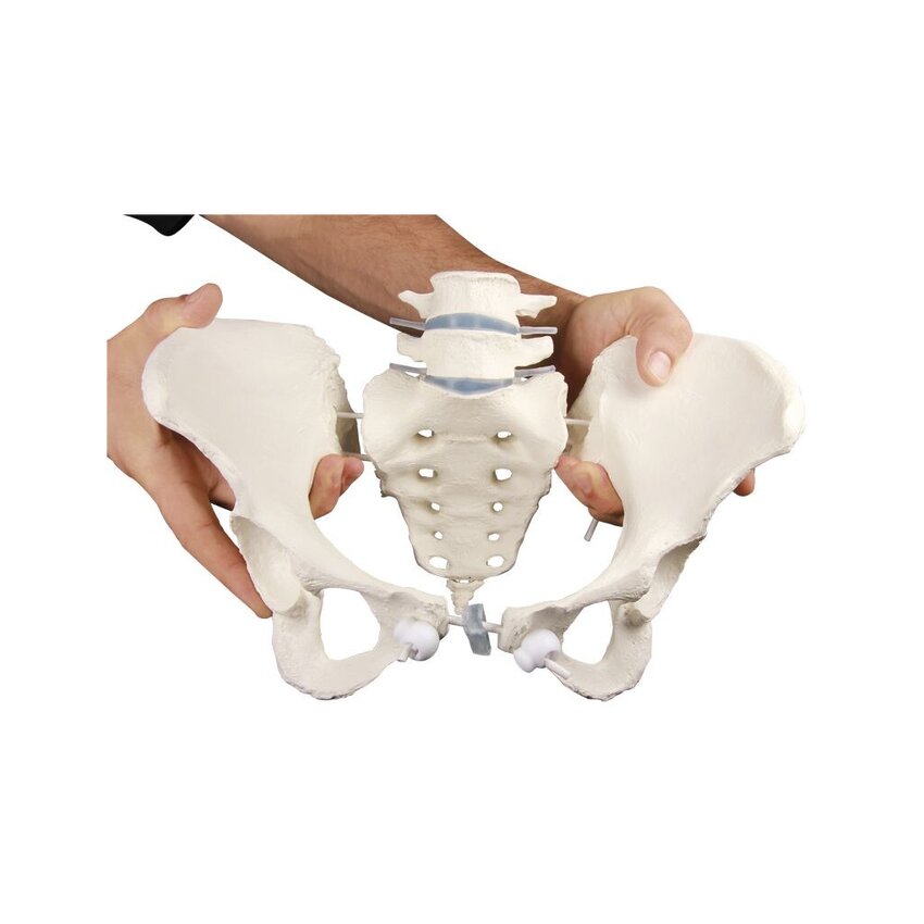 Pelvis femenina con 2 vértebras lumbares, montada de forma flexible