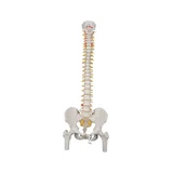 Fleksibel rygsøjlemodel 74 cm med lårbensstumper