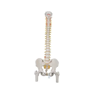 Fleksibel rygsøjlemodel 74 cm med lårbensstumper
