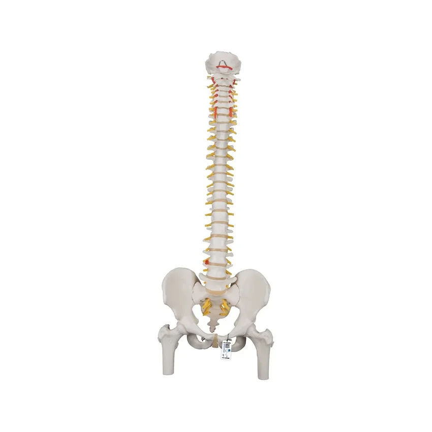 Fleksibel rygsøjlemodel 74 cm med lårbensstumper