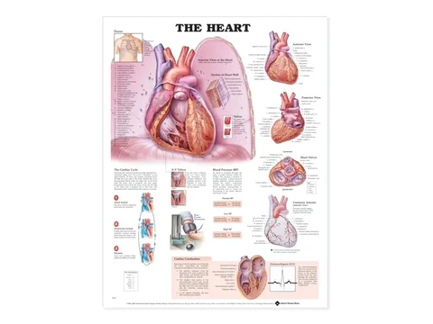 El corazón y el sistema vascular – Láminas de anatomía