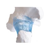 Hip joint model with ligaments with stand