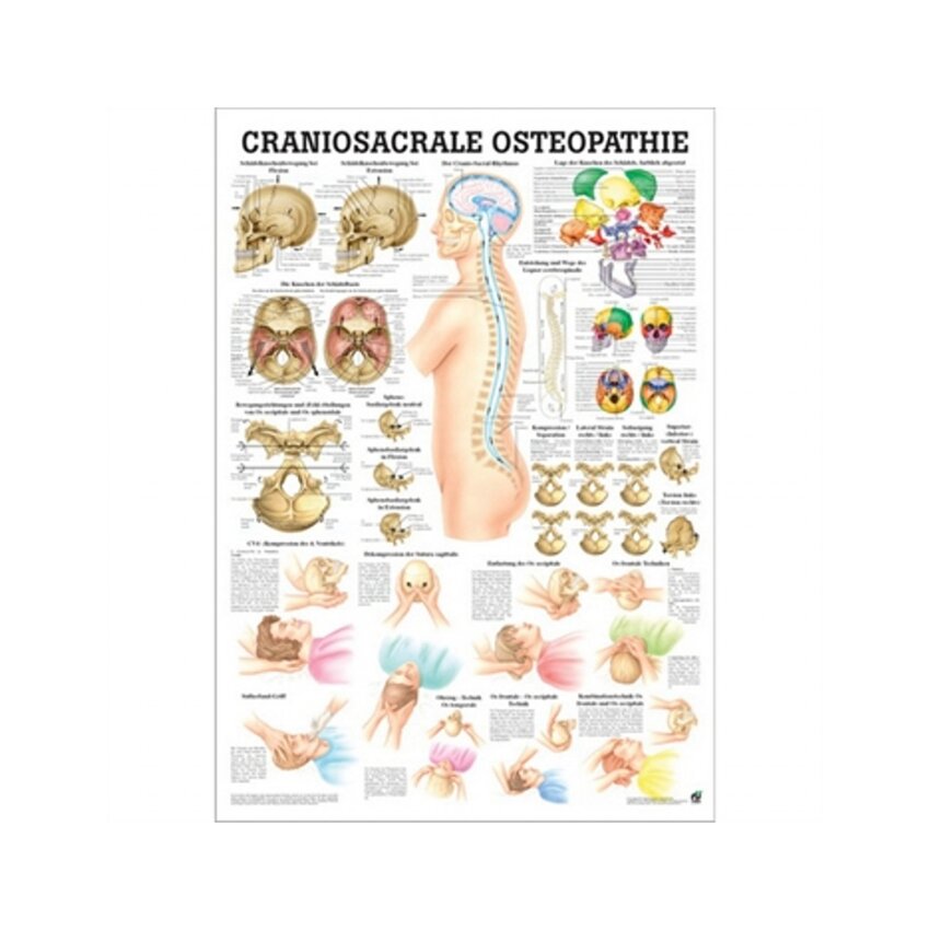 Thérapie craniosacrale allemand/latin pur - 70x100