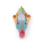 Modelo de cráneo de perro con huesos de cráneo coloreados.