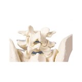 Pelvis masculina con sacro
