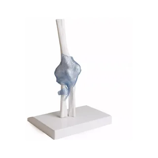 Articulación del codo con ligamentos con soporte