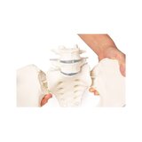 Pelvis femenina con sacro, 2 vértebras lumbares y muñones femorales, flexible