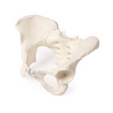 Modelo de pelvis femenina con sacro