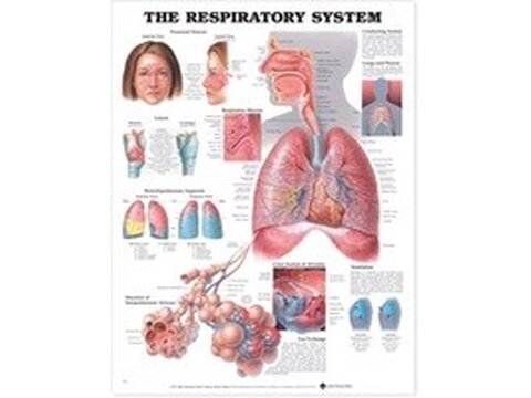 Sistema respiratorio – Láminas de anatomía