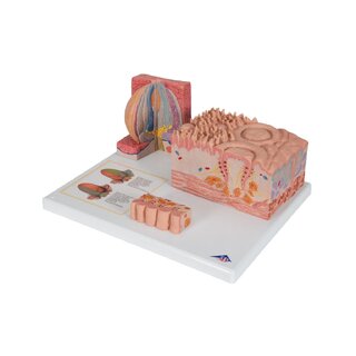 Microanatomia - língua