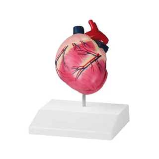 Corazón de perro, tamaño natural