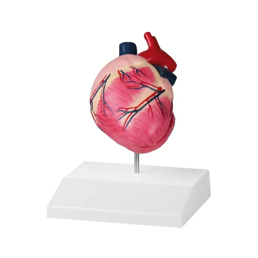 Corazón de perro, tamaño natural