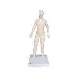 Modelo de acupuntura 70 cm - Mujer