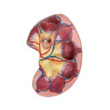 Detailed torso model with 27 removable parts (light-skinned and interchangeable genitals)
