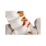 Pelvis masculina, columna lumbar con músculos