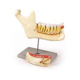 Modelo de mandíbula de 6 partes