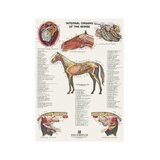 6 carteles de caballos en formato volteable