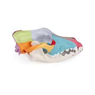 Modelo de cráneo de perro con huesos de cráneo coloreados.