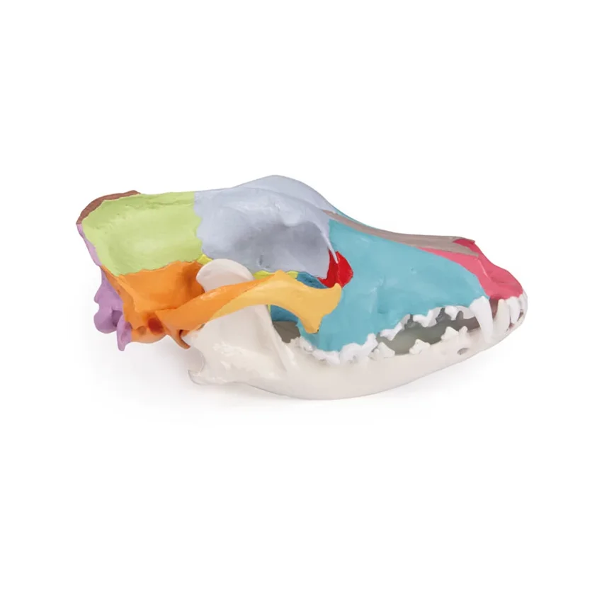 Modelo de cráneo de perro con huesos de cráneo coloreados.