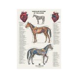 6 carteles de caballos en formato volteable