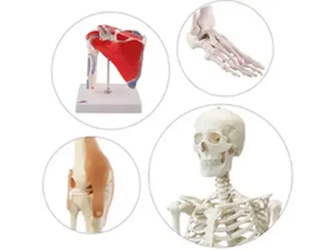 Anatomia