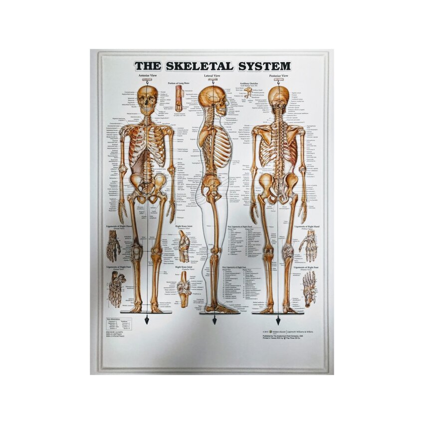 Système squelettique 3D - Diagramme anatomique