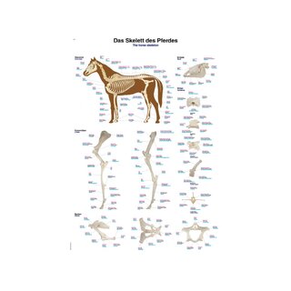 Póster de esqueleto de caballo de 50 x 70 cm