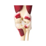 Articulación de la rodilla, tamaño natural, con músculos.