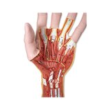 Modelo de mano avanzado con dos partes desmontables.