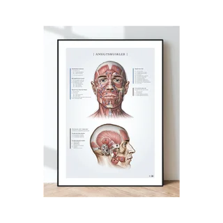 Julisteen anatomia - kasvojen lihakset