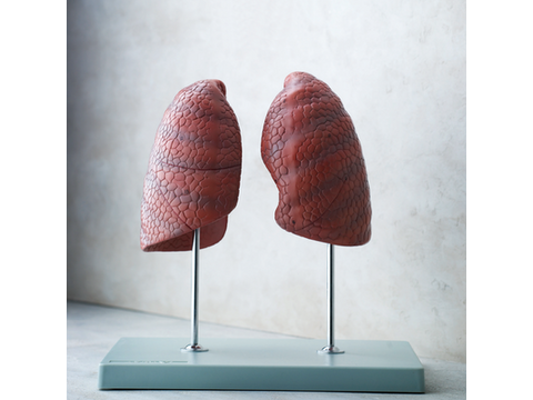 Åndedrætssystemet – Anatomiske modeller